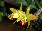 THAILAND, Northern Thailand, Chiang Mai, large Cattleya Orchid, THA1841JPL