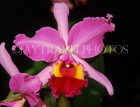 THAILAND, Northern Thailand, Chiang Mai, large Cattleya Orchid, THA2158JPL