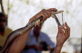 THAILAND, Northern Thailand, Chiang Mai, man extracting venom from Cobra, THA1855JPL