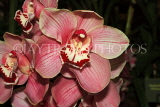 THAILAND, Northern Thailand, Chiang Mai, orchid farm, Cymbidium Orchid, THA2256JPL