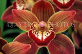 THAILAND, Northern Thailand, Chiang Mai, orchid farm, Cymbidium Orchid, THA2260JPL