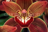 THAILAND, Northern Thailand, Chiang Mai, orchid farm, Cymbidium Orchid, THA2261JPL