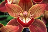 THAILAND, Northern Thailand, Chiang Mai, orchid farm, Cymbidium Orchid, THA2262JPL