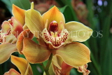 THAILAND, Northern Thailand, Chiang Mai, orchid farm, Cymbidium Orchid, THA2263JPL