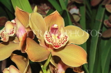 THAILAND, Northern Thailand, Chiang Mai, orchid farm, Cymbidium Orchid, THA2264JPL
