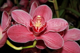 THAILAND, Northern Thailand, Chiang Mai, orchid farm, Cymbidium Orchid, THA2265JPL