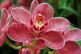 THAILAND, Northern Thailand, Chiang Mai, orchid farm, Cymbidium Orchid, THA2266JPL