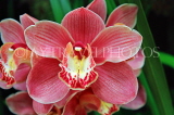THAILAND, Northern Thailand, Chiang Mai, orchid farm, Cymbidium Orchid, THA2267JPL