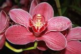 THAILAND, Northern Thailand, Chiang Mai, orchid farm, Cymbidium Orchid, THA2268JPL