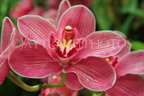 THAILAND, Northern Thailand, Chiang Mai, orchid farm, Cymbidium Orchid, THA2269JPL