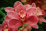THAILAND, Northern Thailand, Chiang Mai, orchid farm, Cymbidium Orchid, THA2270JPL