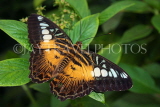 THAILAND, Northern Thailand, Chiang Rai, Brown Clipper Butterfly, THA2303JPL