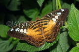 THAILAND, Northern Thailand, Chiang Rai, Brown Clipper Butterfly, THA2305JPL