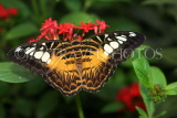 THAILAND, Northern Thailand, Chiang Rai, Brown Clipper Butterfly, THA2306JPL