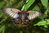 THAILAND, Northern Thailand, Chiang Rai, Great Mormon Butterfly, THA2307JPL