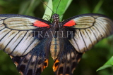 THAILAND, Northern Thailand, Chiang Rai, Great Mormon Butterfly, THA2308JPL