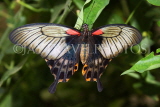 THAILAND, Northern Thailand, Chiang Rai, Great Mormon Butterfly, THA2309JPL