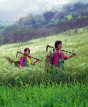 THAILAND, Northern Thailand, Chiang Rai, hill tribes, Lisu women in wheat fields, THA20JPL