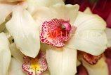 THAILAND, Northern Thailand, Cymbidium Orchid, THA2302JPL
