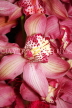THAILAND, Northern Thailand, Cymbidium Orchids, THA2298JPL