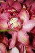 THAILAND, Northern Thailand, Cymbidium Orchids, THA2299JPL