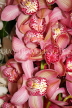 THAILAND, Northern Thailand, Cymbidium Orchids, THA2300JPL
