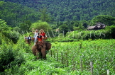 THAILAND, Northern Thailand, Mae Hong Son, elephant trekking, THA331JPL