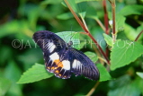 THAILAND, Northern Thailand, Mormon Butterfly, THA2164JPL