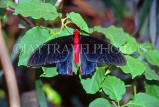 THAILAND, Northern Thailand, Mormon Butterfly, THA2165JPL