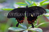 THAILAND, Northern Thailand, Swallowtail Butterfly, THA2166JPL