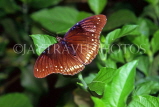 THAILAND, Northern Thailand, female Great Eggfly Butterfly, THA2163JPL