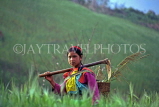 THAILAND, Northern Thailand, hill tribes, Lisu tribe girl in wheat field, THA61JPL 4000