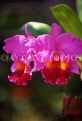 THAILAND, Pattaya, Nong Nooch Village, Cattleya Orchids, THA1411JPL
