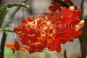 THAILAND, Pattaya, Nong Nooch Village, Orchids, THA2149JPL