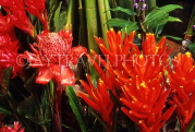 THAILAND, Pattaya, Nong Nooch Village, red Ginger flowers, THA1623JPL