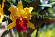 THAILAND, Pattaya, Nong Nooch Village, yellow and red Cattleya Orchid, THA1411JPL