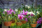 THAILAND, Pattaya, orchid farm, Cattleya Orchids in pots, THA2160JPL