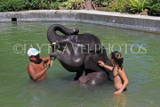 THAILAND, Phang Nga Province, KHAO LAK, Elephant Trekking, Elephant bathing, THA4443JPL
