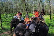 THAILAND, Phang Nga Province, KHAO LAK, Elephant Trekking, THA4420JPL