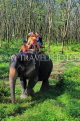 THAILAND, Phang Nga Province, KHAO LAK, Elephant Trekking, THA4428JPL