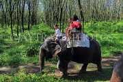 THAILAND, Phang Nga Province, KHAO LAK, Elephant Trekking, THA4430JPL