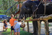 THAILAND, Phang Nga Province, KHAO LAK, Elephant Trekking, children petting elephant, THA4436JPL