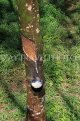 THAILAND, Phang Nga Province, KHAO LAK, Rubber Plantation, sap from tree, THA4416JPL