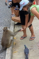 THAILAND, Phang Nga Province, KHAO LAK, Wat Suwan Khuha temple, tourists feeding Monkey, THA4381JPL