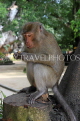 THAILAND, Phang Nga Province, KHAO LAK, Wat Suwan Khuha temple site, Macaque Monkey, THA4373JPL