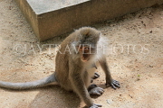 THAILAND, Phang Nga Province, KHAO LAK, Wat Suwan Khuha temple site, Macaque Monkey, THA4375JPL