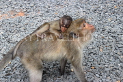 THAILAND, Phang Nga Province, KHAO LAK, Wat Suwan Khuha temple site, Macaque Monkeys, THA4377JPL