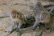 THAILAND, Phang Nga Province, KHAO LAK, Wat Suwan Khuha temple site, Macaque Monkeys, THA4378JPL