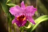 THAILAND, Phuket, Cattleya Orchid, THA2153JPL