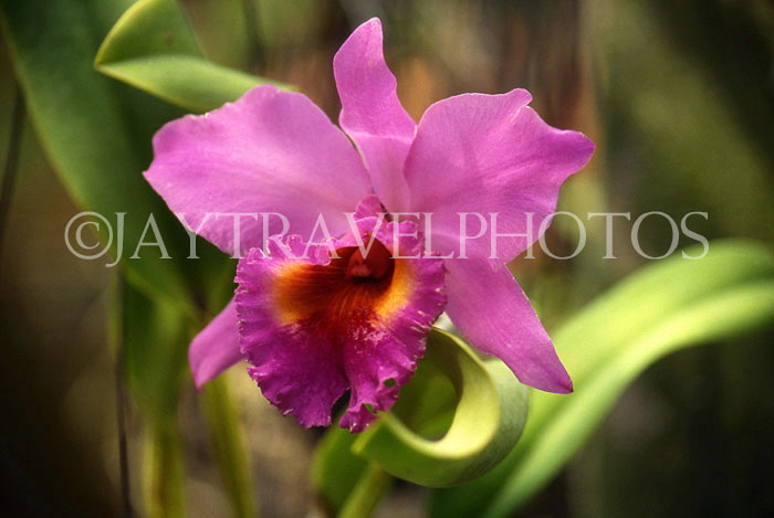 THAILAND, Phuket, Cattleya Orchid, THA2153JPL